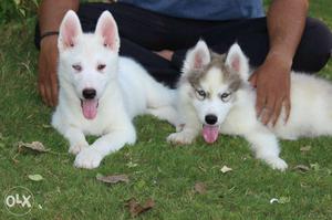 White and brown husky available import line,,