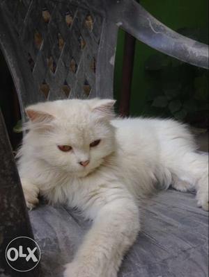 White cat for sell