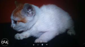 White tabby kitten for sale very urgent