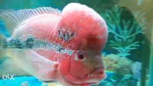 Whtie And Red Flowerhorn