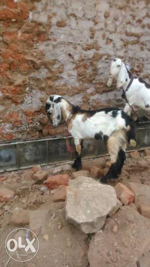 Cross jamnapari goat pair at Bahadurpura