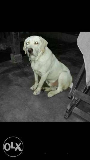 11 month lab male for sale no chat only call