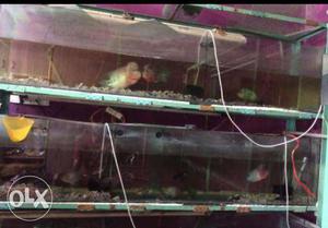 2 Aquarium stand 9 fish tanks for further details