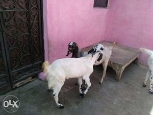 2 he goats. (bakre) 10 months old... GANGAPARI