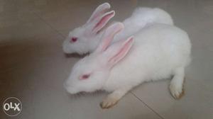 2 white rabbits for sale