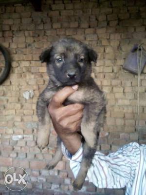 28 days hard bone male Gsd pupps available