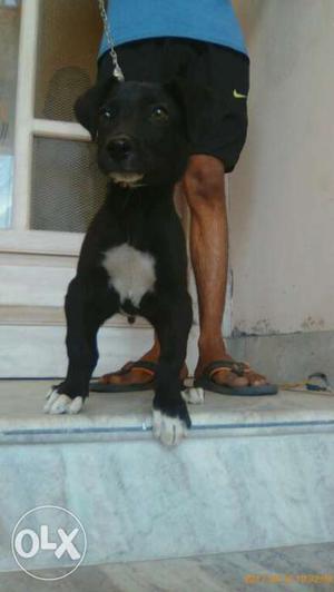 3 month old (Pakistani bully) male dog