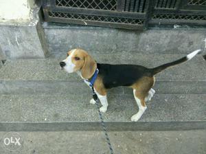 5 months old Tricolour male Beagle. Very active,