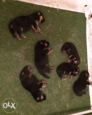 6 Short Short Coated Puppies