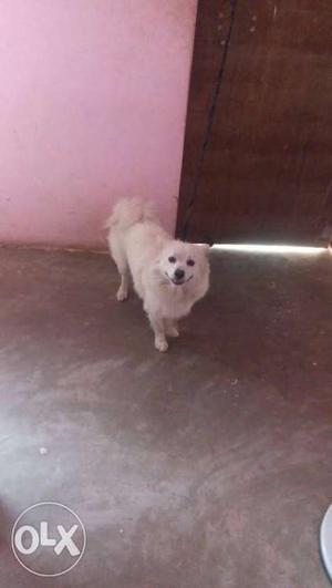 6 month pomerian. male dog in welll and healthy