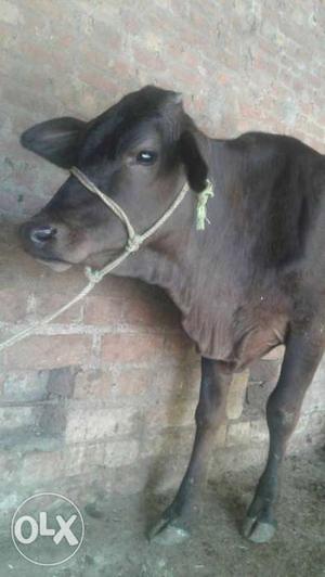 9 month Black Cow In dehriwwl