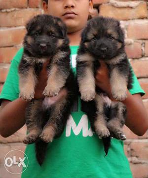 A show quality Gsd male smart puppies available