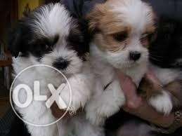 AHMDABAD:--COURAGEOUS:'~Dog Puppies All Imported breed