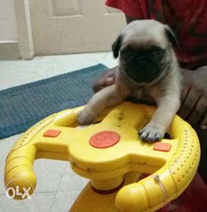 Active chubby cute female pug s for sales at cheap. pure