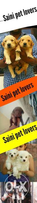 All kind puppy's Avileble in Delhi ncr