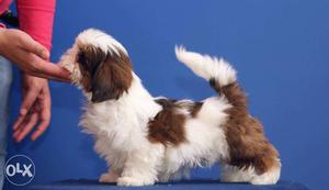 Awesome QUALITY breed dog SHIHTZU / PUG puppies for sell in