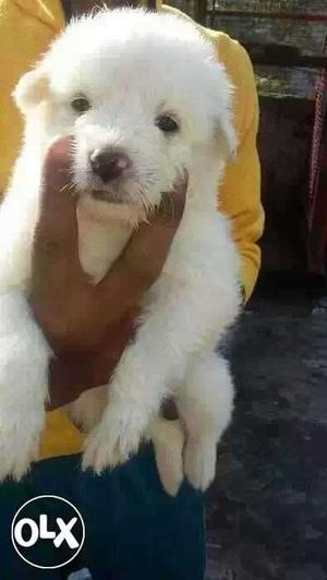 BILASPUR:-+ Heavy Shedders Dog's" All Puppeis