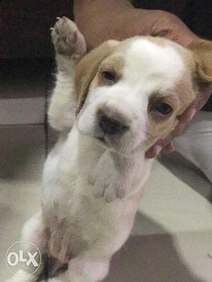Beagle male dog puppy