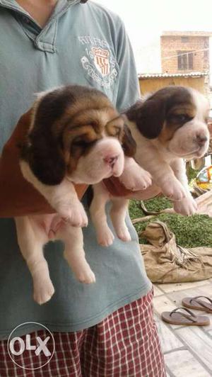 Beagle tri color pup for sell at reasonable price