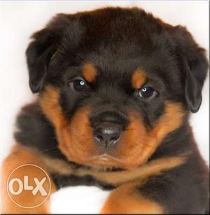 Best BM Puppies Male LIKEs selling top quality rottweiler B