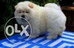 Best Quality chow chow puppy for sale with kci