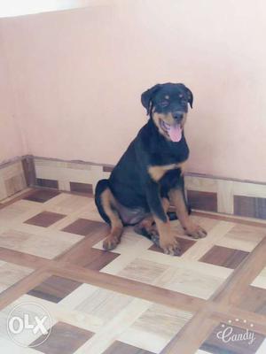 Best Rottweiler puppies at very low price