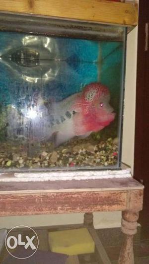 Big size flower horn fish...selling due to tank