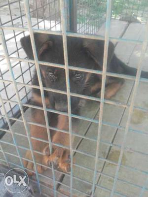 Black And Tan German Shepherd Puppy In Grey Dog Cage