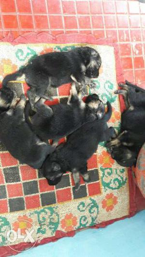 Black And Tan Puppy Litter  each