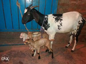 Black And White Goat And Three Kids