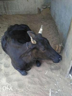 Black Cow In Singhana