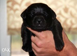 Black POI Labrador BIGs puppies available sales male B
