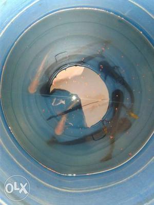 Black shark fishes.upto 30 cm size.pair 150 rs
