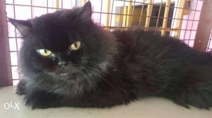 Black with Grey Persian cat male Very Active