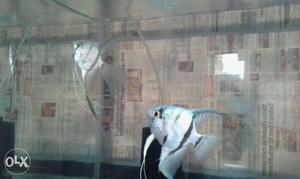Blue Angelfish breeding pair