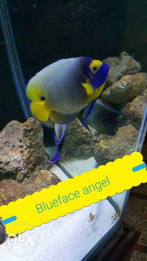 Blueface angel marine fish