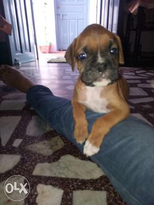 Boxer available