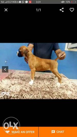 Boxer female puppy for sale
