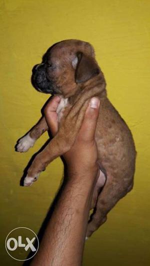 Boxer puppies of show quality available