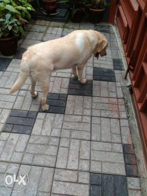 British Labrador retriever. One year old healthy doggy. Very