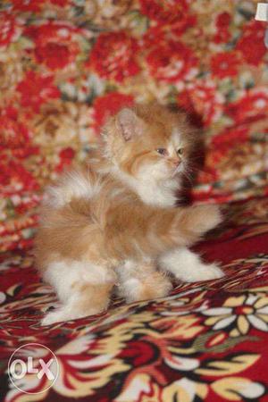 Buy persian kitten pune