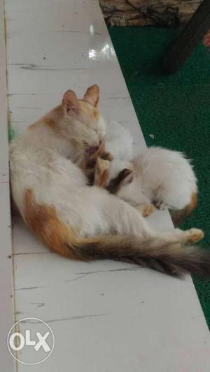 Calico Cat With Kittens