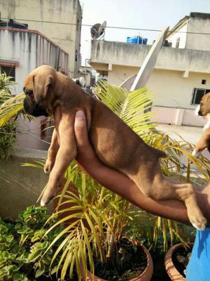 Champion line boxer female puppy available No