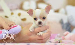 Chihuahua Puppies For Sell Offer 10% Discount =with