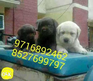 Cool day offer German shephrd puppies and all