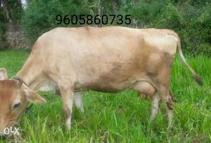 Cow For Sale,One Day 16 Litre Milk
