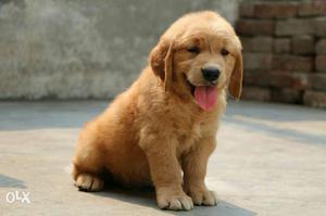 Dark Golden Retriever Puppy