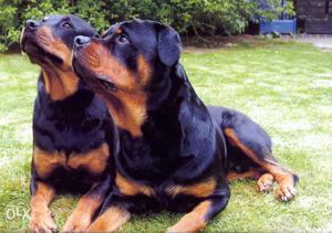 Dark POI Black and BIGs brown color rottweiler puppies B