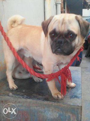Fawn Pug male 2 years for sale in 