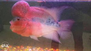 Flowerhorn fish..tank 3.5ft stone 10kg.filter